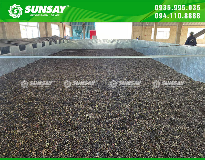 Cà phê được sấy khô đều bởi máy sấy vĩ ngang 20 tấn SUNSAY
