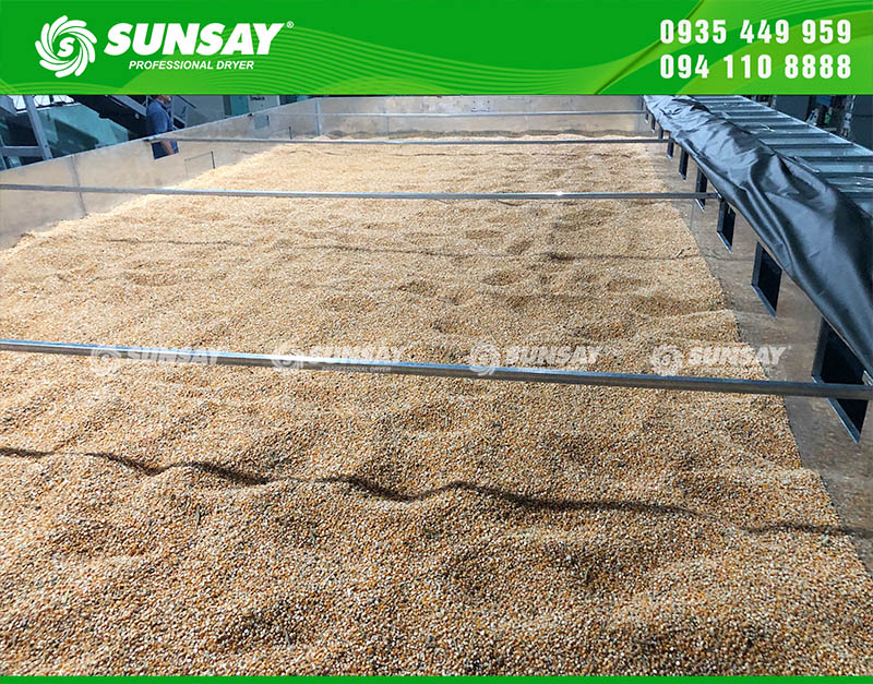 SUNSAY bàn giao hệ thống sấy bắp công suất lớn 20 tấn đến Bình Dương - Phục vụ mùa vụ hiệu quả hơn